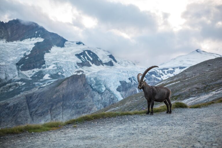 201608_Steinböcke Gamsgrube_Foto NPHT_AlexanderMüller (149)-min